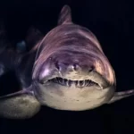 Humans deemed hundred times more dangerous than sharks