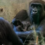 Male gorilla turns out to be a new mom