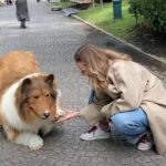 Japan man who spent fortune to 'become dog' takes first walk in park