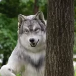 Japanese man transforms into wolf to find escape, empowerment