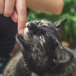 If you have been bitten by cat, you should be aware of this infection