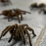 Bizarre: Wandering Brazilian spider causing painful erections forces evacuation in Austria
