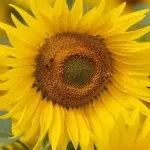 Sunflower farm appeals against nude photography trend
