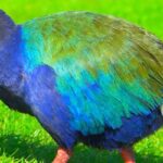 Extinct since 1898: Takahe bird returns to New Zealand wilderness